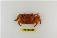 藏品(中型東方蟹)的圖片